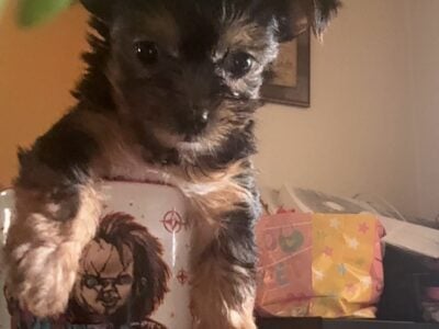 Teacup Yorkie