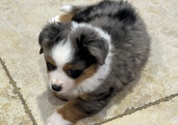 Toy aussie – blue Merle male