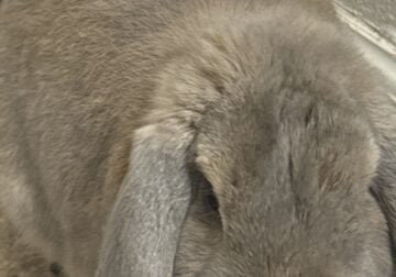 Holland lop Rabbit