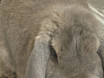 Holland lop Rabbit