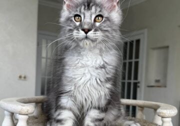 Blackstone Maine Coons Laki
