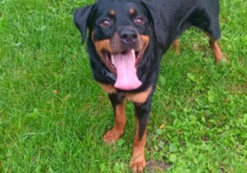 2 year old Rottweiler