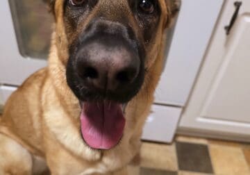 German Shepherd