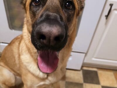German Shepherd