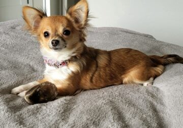 AKC female chihuahua