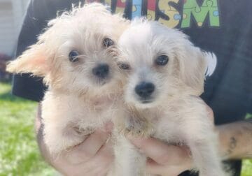 Toy Chi-Poos-2 left PRICE DROP