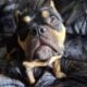 Purebred micro bully