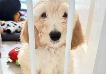 Bernedoodle female