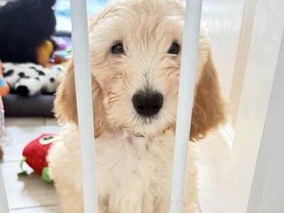 Bernedoodle female