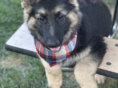 German shepherd teddy bear