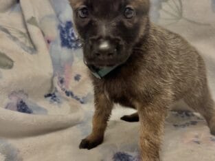 Malinois X (Belgian Malinois/German Shepard)