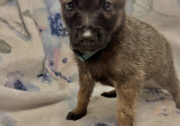 Malinois X (Belgian Malinois/German Shepard)