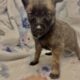 Malinois X (Belgian Malinois/German Shepard)