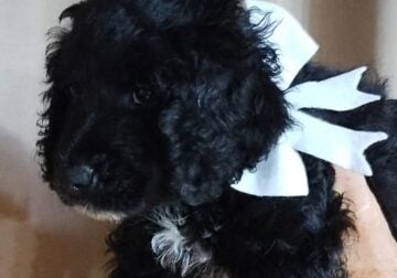 White collar Mini Bernedoodle hypoallergenic F1b