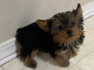 CKC FEMALE YORKIE