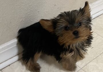 CKC FEMALE YORKIE