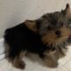 CKC FEMALE YORKIE