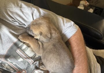 Cane Corso puppy