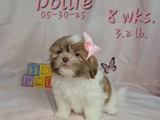 Dollie 🩷 a female Shih Tzu