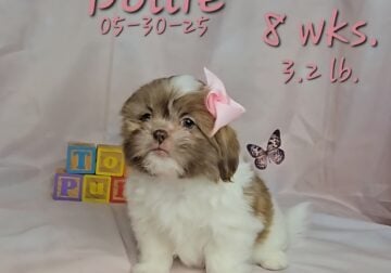 Dollie 🩷 a female Shih Tzu
