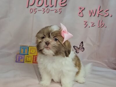 Dollie 🩷 a female Shih Tzu