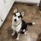 Rehoming asap