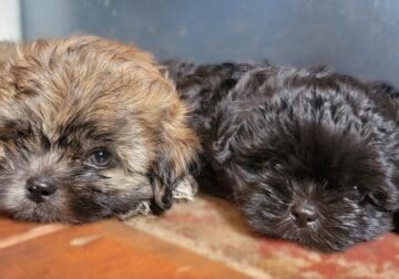 Shi-Chi puppies