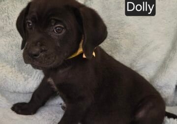 “Dolly”