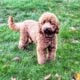 Petite mini goldendoodle puppies