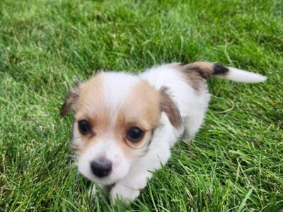 Chichon puppies