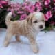 MINI AUSSIEDOODLE MALES
