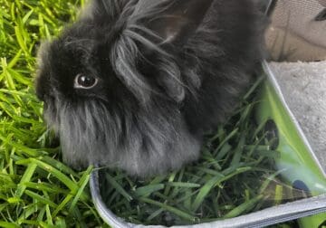Black Female Lionhead For Rehome
