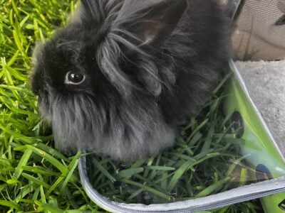 Black Female Lionhead For Rehome