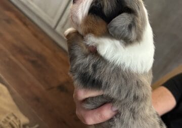 Toy aussie – blue Merle male