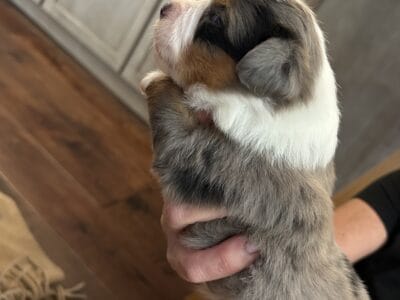 Toy aussie – blue Merle male