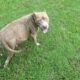 Beautiful Pitbull Puppies for Sale – Ready Soon!