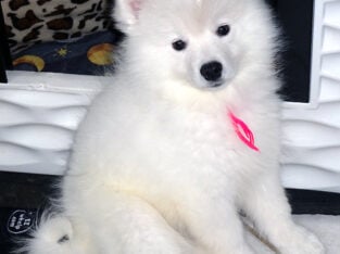 American Eskimo Puppy AKC Champion Bloodline OFFER
