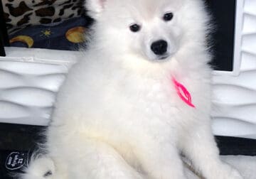 American Eskimo Puppy AKC Champion Bloodline OFFER