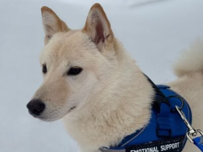 SHIBA INU