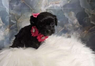 Yorkipoo/Dolly