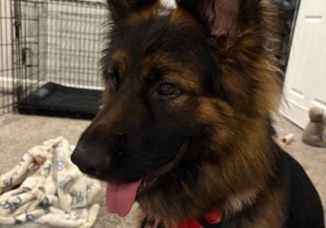 Male Long Coat German Shepard