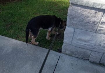 German Sheppard Puppy for sale