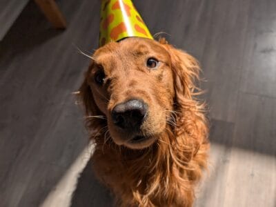 Rehoming My Sweet Golden Retriever