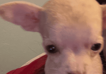 Small female teacup chi puppy
