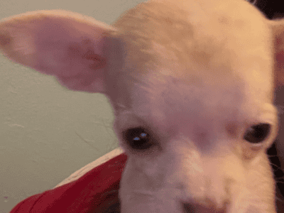 Small female teacup chi puppy