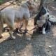 American Bully Pockets