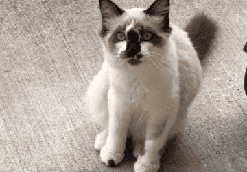 Ragdoll mix