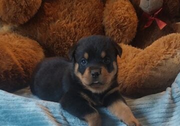 AKC Rottweiler