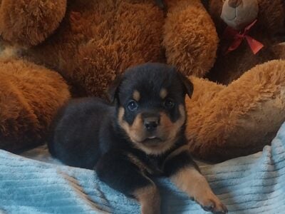 AKC Rottweiler