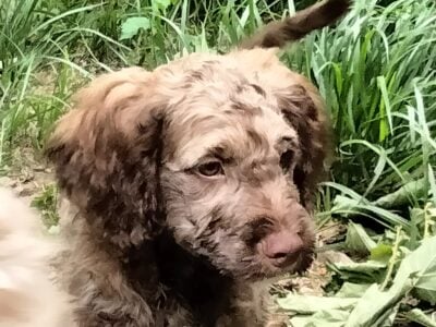 Cockapoo + Doodle mix